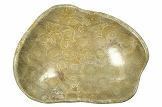 Polished Fossil Coral (Actinocyathus) Dish - Morocco #294072