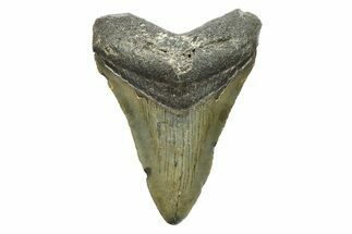 Juvenile Megalodon Tooth - North Carolina #294445