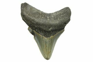 Serrated, Juvenile Megalodon Tooth - North Carolina #294468