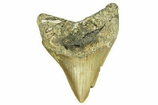 Serrated, Fossil Megalodon Tooth - North Carolina #294493