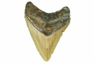 Serrated, Fossil Megalodon Tooth - North Carolina #294497