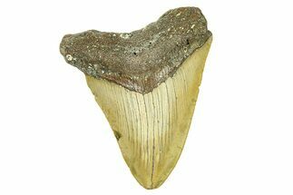 Serrated, Fossil Megalodon Tooth - North Carolina #294514