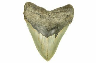 Serrated, Fossil Megalodon Tooth - North Carolina #294522