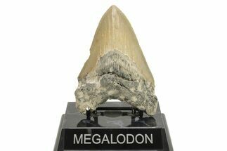 Serrated, Fossil Megalodon Tooth - North Carolina #294540