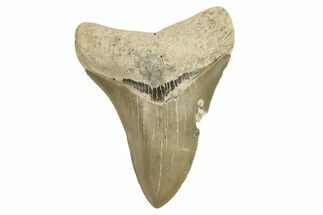 Serrated, Fossil Megalodon Tooth - North Carolina #294548