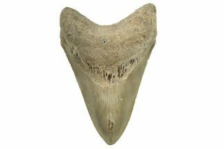 Serrated, Fossil Megalodon Tooth - North Carolina #294549
