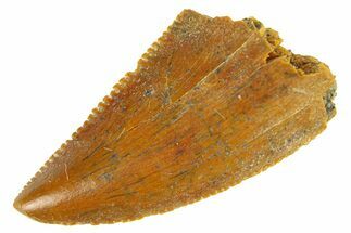 Serrated, Raptor Tooth - Real Dinosaur Tooth #294562