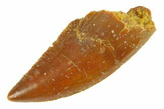 Serrated, Raptor Tooth - Real Dinosaur Tooth #294564