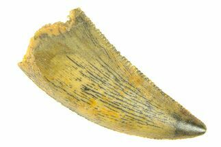 Serrated, Raptor Tooth - Real Dinosaur Tooth #294587