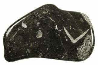 Polished Devonian Fossil Coral and Bryozoan Plate - Morocco #290334