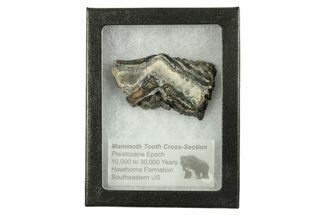Mammoth Molar Slice With Case - South Carolina #291255