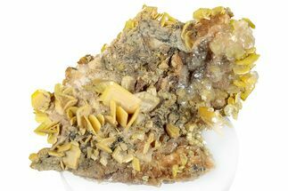 Bright Yellow Wulfenite on Dolomite - Morocco #293874