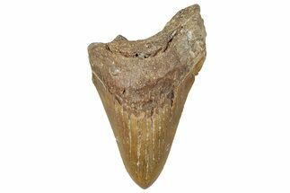 Bargain, Fossil Megalodon Tooth - North Carolina #294692