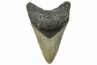 Serrated, Fossil Megalodon Tooth - North Carolina #294703