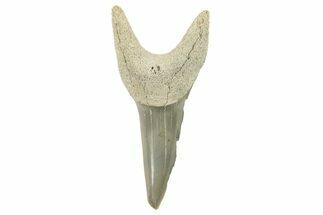 Fossil Shortfin Mako Tooth - Lee Creek (Aurora), NC #294738