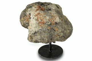 Fossil Hadrosaur Vertebra Section w/ Stand - South Dakota #294804