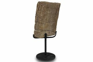 Fossil Theropod Rib Section w/ Metal Stand - Colorado #294833