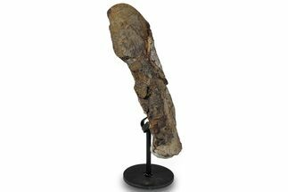 Polished Fossil Theropod Rib Section w/ Metal Stand - Gembone #294837