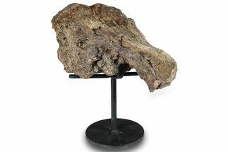 Fossil Theropod Vertebra Section w/ Metal Stand - Colorado #294839