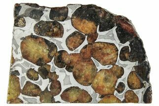 Polished Sericho Pallasite Meteorite ( g) Slice - Kenya #294864