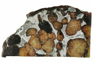 Polished Sericho Pallasite Meteorite ( g) Slice - Kenya #294868