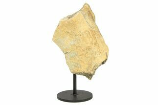 Fossil Dinosaur Limb Bone Section w/ Metal Stand - South Dakota #294897