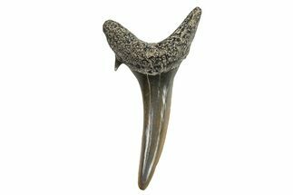 Sand Tiger Shark (Carcharias) Tooth - Bone Valley, Florida #294752
