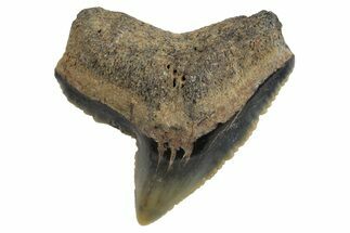 Fossil Tiger Shark (Galeocerdo) Tooth - Bone Valley, Florida #294769