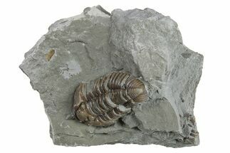 Flexicalymene Trilobite - Indiana #294932