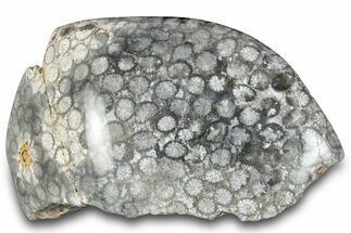Polished Fossil Coral Head - Indonesia #293840