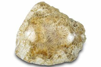 Polished Fossil Coral Head - Indonesia #293842