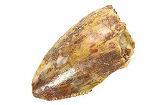 Bargain, Fossil Phytosaur (Redondasaurus) Tooth - New Mexico #294965