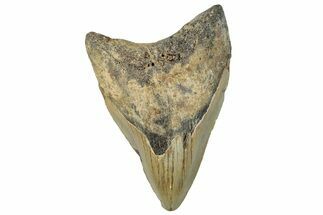 Serrated, Fossil Megalodon Tooth - North Carolina #295062