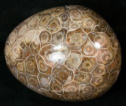 Beautiful Polished Fossil Coral Head - Morocco #16353
