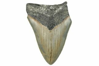 Bargain, Fossil Megalodon Tooth - Serrated Blade #295085