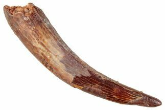 Fossil Pterosaur (Siroccopteryx) Tooth - Morocco #295172