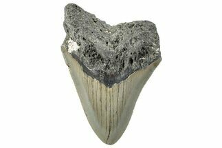 Serrated, Fossil Megalodon Tooth - North Carolina #295265