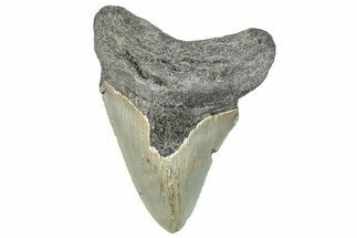 Serrated, Fossil Megalodon Tooth - North Carolina #295290