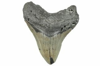 Serrated, Fossil Megalodon Tooth - North Carolina #295294