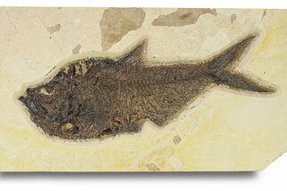 Large, Fossil Fish (Diplomystus) - Green River Formation #292367