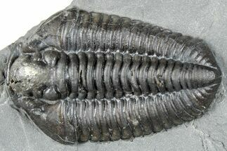 Calymene Niagarensis Trilobite Fossil - New York #295563