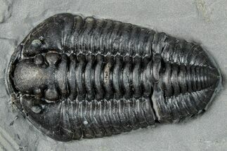 Calymene Niagarensis Trilobite Fossil - New York #295575