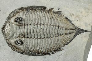 Classic NY Trilobite - Dalmanites Limulurus (#11) For Sale - FossilEra.com