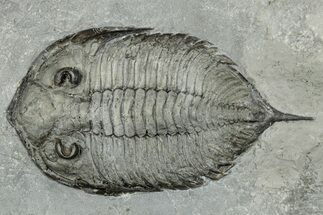 Dalmanites Trilobite Fossil - New York #295591
