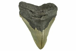 Serrated, Fossil Megalodon Tooth - North Carolina #295361