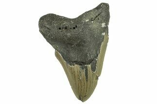 Bargain, Fossil Megalodon Tooth - North Carolina #295362