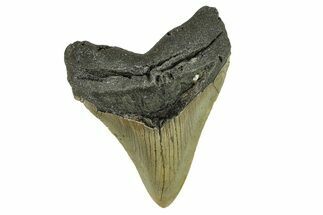 Serrated, Fossil Megalodon Tooth - North Carolina #295365