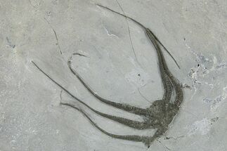 Silurian Fossil Brittle Star (Protaster) - New York #295530
