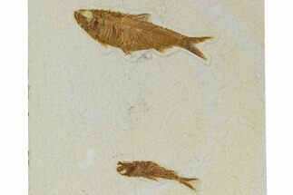 Plate of Two Fossil Fish (Knightia) - Wyoming #295608