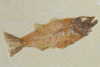 Uncommon Fish Fossil (Mioplosus) - Wyoming #295610